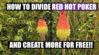 How to divide RED HOT POKER Kniphofia and create FREE PLANTS [upl. by Hoye400]