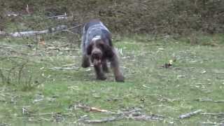 Italian Spinone Sh Ch Michiamo Baradello hunting [upl. by Cutter789]