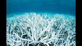 1min Conservation Coral Bleaching Subtítulos en Español [upl. by Marron]