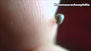 خنفساء التبغ أو خنفساء السيجار  Cigarette beetle  Lasioderma serricorne [upl. by Ignacio909]