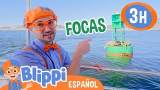 Blippi encuentra focas en el mar🦭🌊 Blippi Español  Videos educativos para niños Aprende y Juega [upl. by Ailedamla]