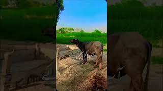 tarazoo sirf wazansubscribe krlobeautiful nature [upl. by High903]