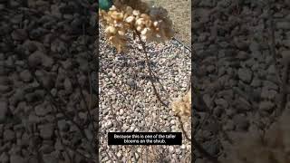 Pruning Panicle Hydrangea in Late Winter or Early Spring [upl. by Corliss]