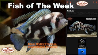 Black Widow Frontosa Cyphotilapia frontosa imperialtropicals aquariumfish [upl. by Oag169]