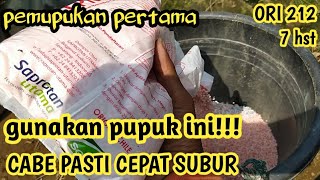 Cabe ORI 212 7 hst  pemupukan pertama  gunakan pupuk ini agar cabe cepat subur [upl. by Norean]