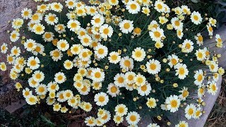 Cuidados y reproducción de la Margarita arbustiva Argyranthemum frutescens [upl. by Karlens]