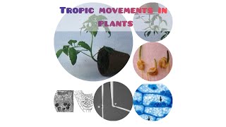 Tropic movements in plantsTheir typesLearn with Ghazal🌴Special for beginners [upl. by Trinia47]