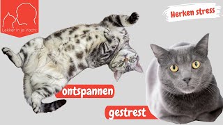 Dit betekent de lighouding van je kat herken stress bij katten [upl. by Legnalos333]