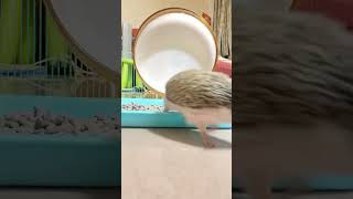 Typical hedgehog day hedgehog hedgehoglover shortvideo shortsfeed cute hedgehogs shortvideos [upl. by Ezarras859]