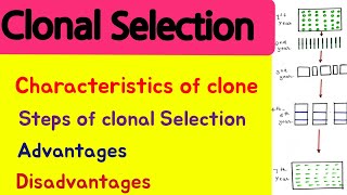 Clonal Selection  Clone  Procedure of clonal Selection  Advantages amp disadvantages [upl. by Einnel]