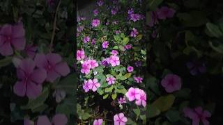 Sadabahar mein dher sari flowering night view 😍 gardning flowers [upl. by Streeter]