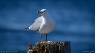 Ringbilled Gull 4K [upl. by Leone]