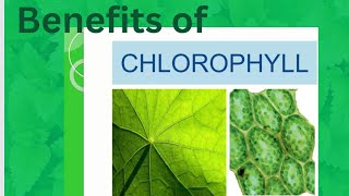 Chlorophyll Benefits and More [upl. by Herra]