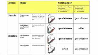 Herzaktionen  Systole und Diastole in der Heilpraktikerausbildung [upl. by Mathilde]