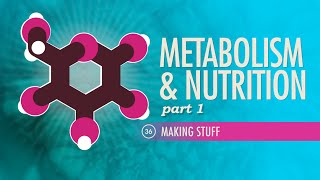 Metabolism amp Nutrition Part 1 Crash Course Anatomy amp Physiology 36 [upl. by Drazze464]