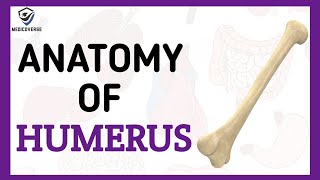 Humerus Bone Anatomy  Learn in 5 Minutes [upl. by Laurinda]