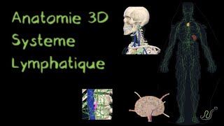 Description Anatomique 3D du Système lymphatique Naturosoutien [upl. by Borries608]