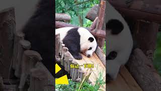 Huahua just one no more Giant pandas and flowers Pandas understand Sichuan dialect series N [upl. by Alyos]