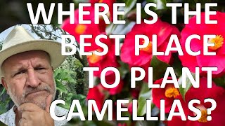 Where is the Best Place to Plant and Grow a Camellia [upl. by Yolanda]