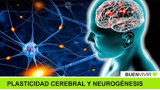 PLASTICIDAD CEREBRAL Y NEUROGÉNESIS  Dr Alejandro Schinder  BUENVIVIR💚 290724 Canal 4 [upl. by Karb]