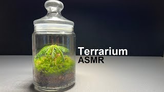 a Terrarium for an amazing Biophytum sensitivum [upl. by Heilner750]