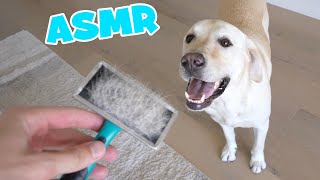 Grooming Dog ASMR [upl. by Cosme]