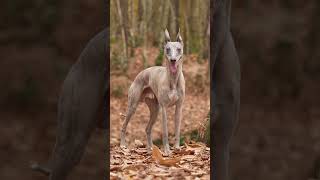 The Most Beautiful Whippet dog dogtraining [upl. by Felty]