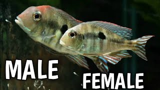 How can you tell if a Geophagus is male or female  Geophagus male or female difference [upl. by Ulick]