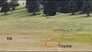 Seeing elk while driving the back country at Valles Caldera special permit required [upl. by Itch]