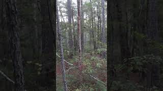 deer dogs burning it up shorts hunting deerhunting huntingdogs doghunting publiclandhunting [upl. by Jojo]