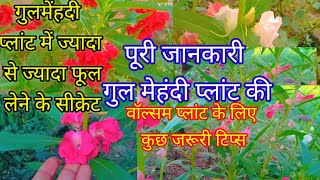 complete care gulmehndi balsam plant me zeyada phool kaise le [upl. by Sadonia]