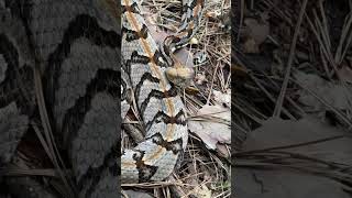 Canebrake Rattlesnake florida [upl. by Placia]