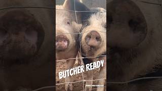 Butcher ready pigs 2024 pasturedpork pasturepigs pig [upl. by Dyke]