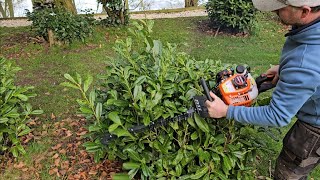 ParkerBrand Hedge Trimmer  How to Start  Demo on Round Hedging  Trimming a Holly Tree [upl. by Omor847]