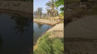 azan respect fish farm viral video🐳🐬🐟 [upl. by Standford34]