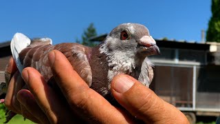 La colombophilie ou l’art d’aimer les pigeons voyageurs [upl. by Leuqar]