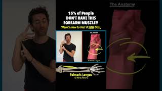 15 of People DON’T HAVE This Forearm Muscle Here’s How to Test if YOU Do Are You A Super Flexor [upl. by Storer419]