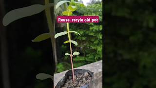 🌼zinia flower plant🌱Reuse recyle old potgardening shortvideo shorts [upl. by Gujral579]