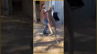 Women rescue baby kangaroo kangaroo facts animals education rescue shorts [upl. by Ajed910]