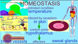 HOMEOSTASIS TEMPERATURE REGULATION [upl. by Lewej]