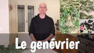 Genévrier et genièvre Juniperus communis  digestion cystites bronchites [upl. by Bunder]