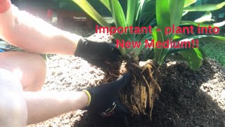 The importance of replanting a new clivia into your own medium [upl. by Ellehcsor822]