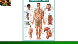 An Overview of the Lymphatic System [upl. by Jandel178]