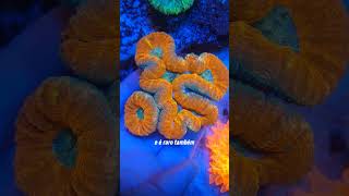 LPS Lobophyllia Premium Coral [upl. by Ettenav]