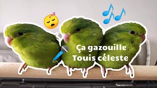 Gazouillis 🎶 bébés touis céleste 🐥 [upl. by Obla]