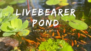 1K Gallon Livebearer Pond  Colorful Molly Fish • Sailfin Mollies • Swordtails • Platy  1080p HD [upl. by Aeniah]