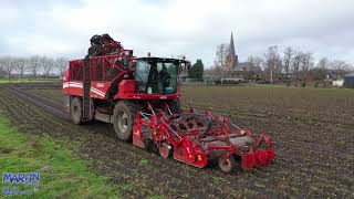 Cichorei Harvest 20222023  Grimme Rexor 620  Cichorei rooien  Van Gog Agriservice [upl. by Noslen]