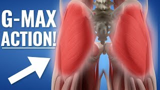 2 Ways Your Glute Muscles Work  Gluteus Maximus ACTION [upl. by Hyman]