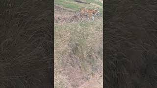 Tiger walking around at Pretoria Zoo [upl. by Elehcor]