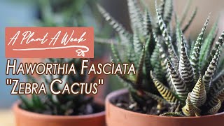 Haworthia fasciata quotZebra Cactusquot Care  A Plant A Week [upl. by Eelhsa]